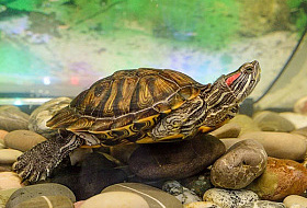 Красноухая черепаха: советы по содержанию