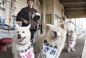 Собака напрокат: Япония – страна, экзотичная во всем