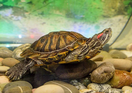 Красноухая черепаха: советы по содержанию