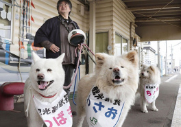 Собака напрокат: Япония – страна, экзотичная во всем