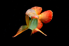 Чем примечательна аквариумная рыбка за 300 000 долларов?